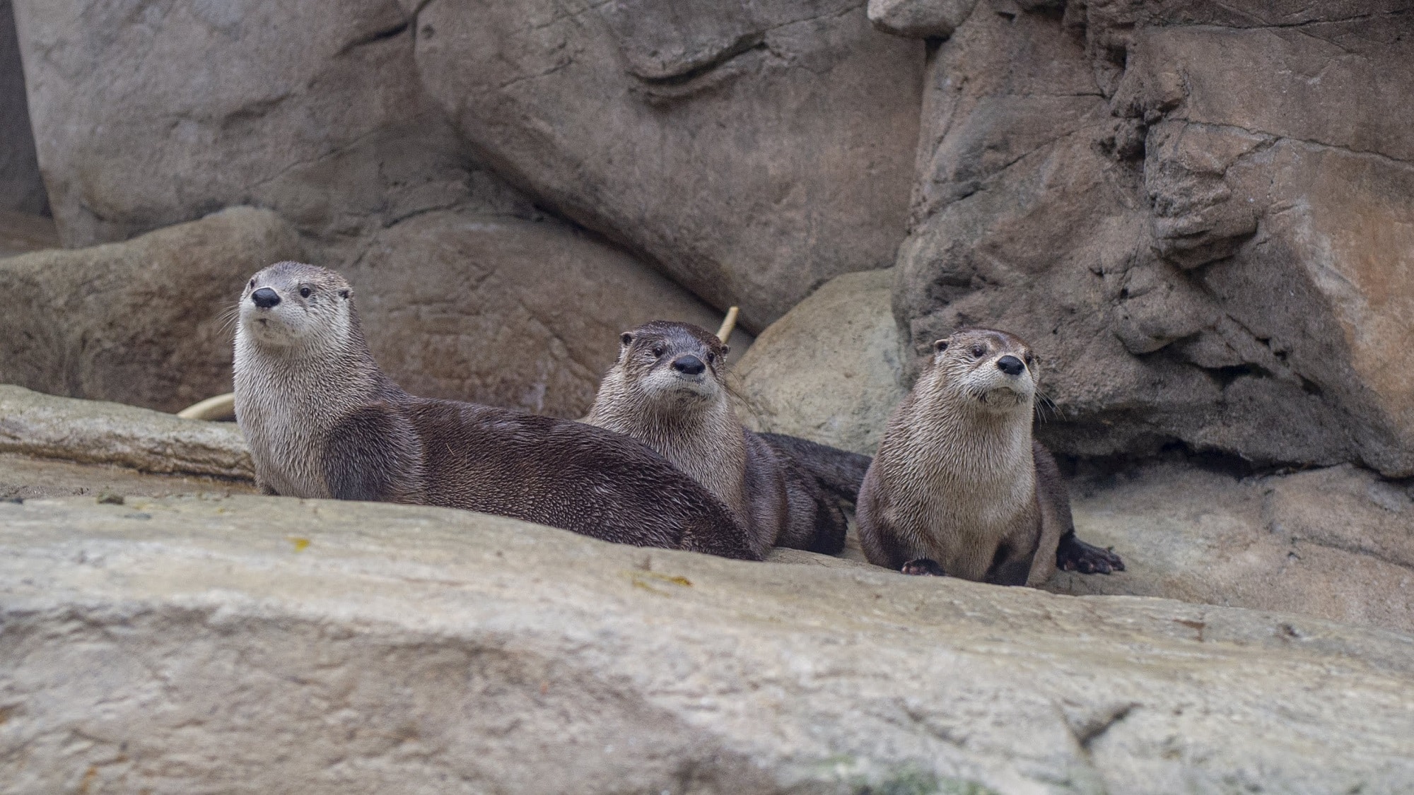 North American River Otters