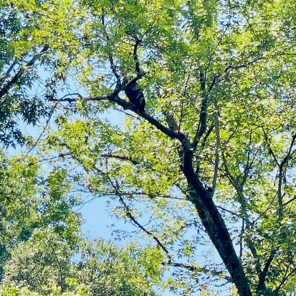 animal in the trees above the caney fork river