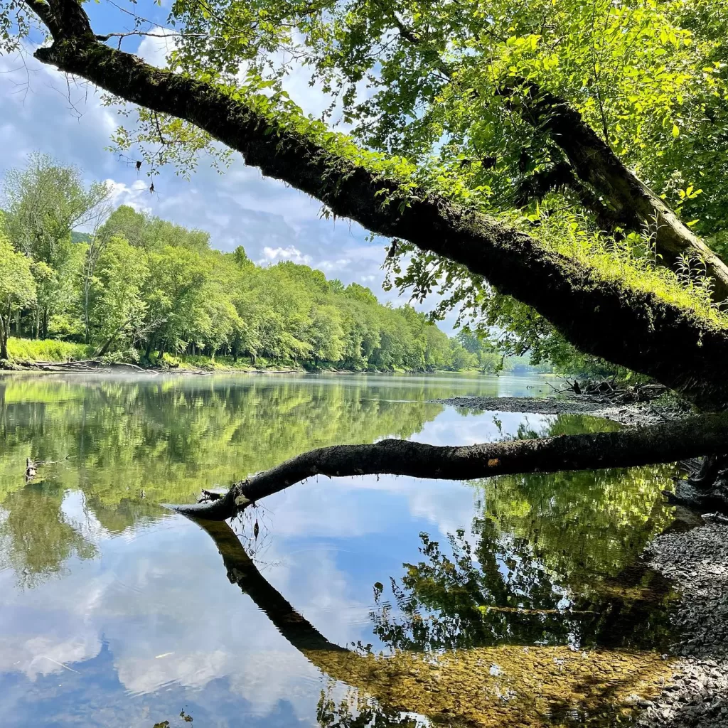 scenic shot of a tree over the caney fork river near the betty island boat ramp