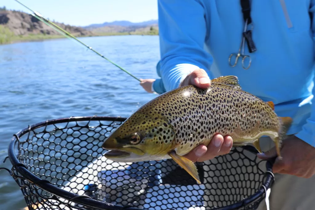 trout fishing